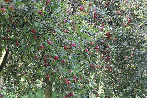 Pomarada en Asturias