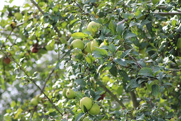 Manzana asturiana de sidra aun verde sin madurar
