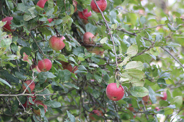 Manzana madura lista para recoger del árbol