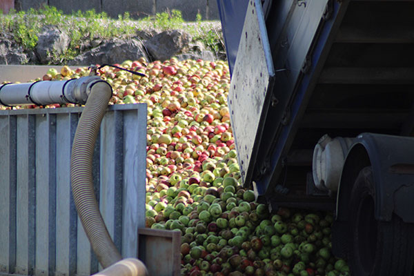 Camión descargando manzana en el llagar para mayar y hacer sidra natural en Asturias
