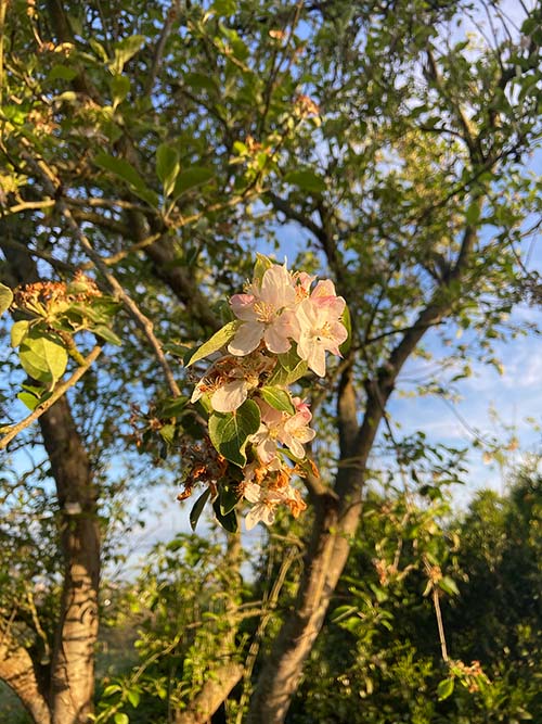 La flor del manzano, blanca y rosa