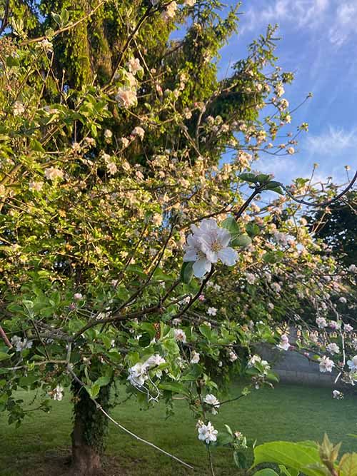 La flor del manzano, blanca y rosa
