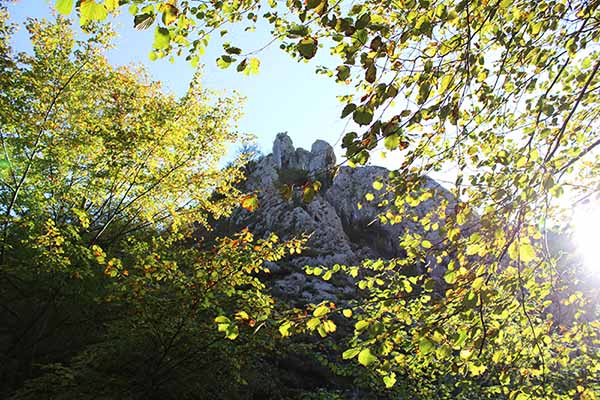 Zona boscosa en la ladera de la montaña, hábitat del lobo asturiano