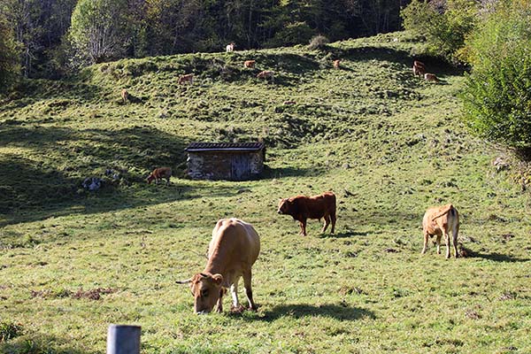 Majada en el parque de Redes en Asturias