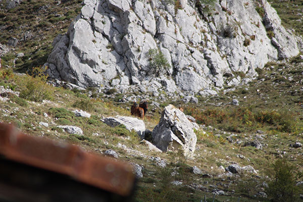 Un grupo de caballos pasta en la ladera de la montaña