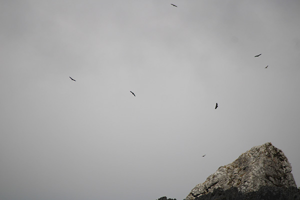 Los buitres otean la montaña desde la alturas en busca de restos de ganado muerto para alimentarse