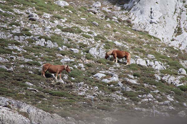Un grupo de caballos pasta en la ladera de la montaña