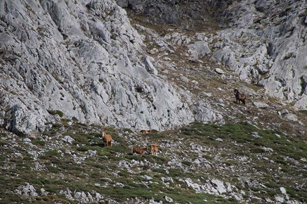 Un grupo de caballos pasta en la ladera de la montaña