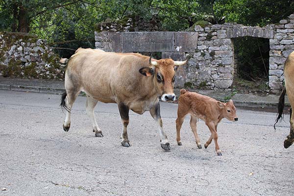 Vacas con terneros recentales