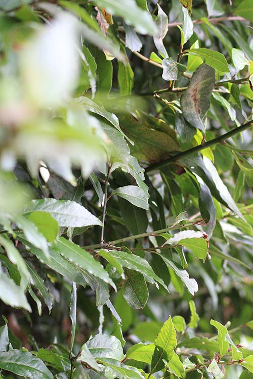 Laurel o "lloreu" en asturiano, árbol sagrado que además se utiliza sus hojas para aromatizar alimentos cuando cocinas
