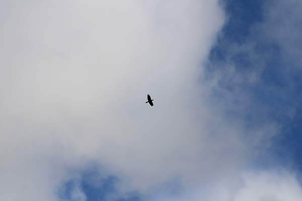 Cuervo sobrevolando la colina del Cuervo en Gijón