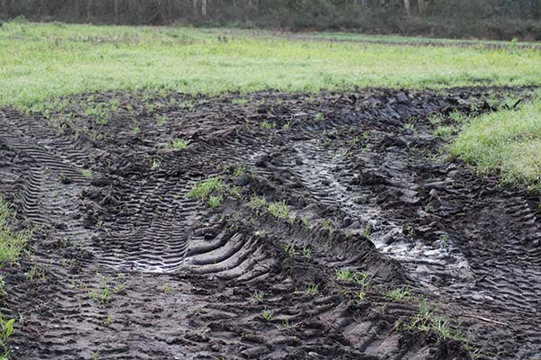 Pradería recién regada con purín en monte Areo en Asturias