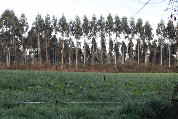 Plantación de eucalipto en monte Areo en Asturias