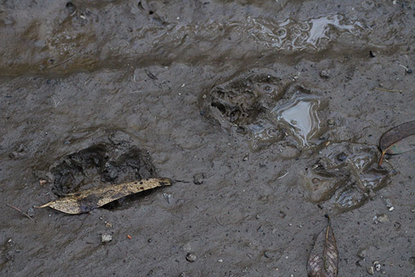 Huellas de animales en monte Areo
