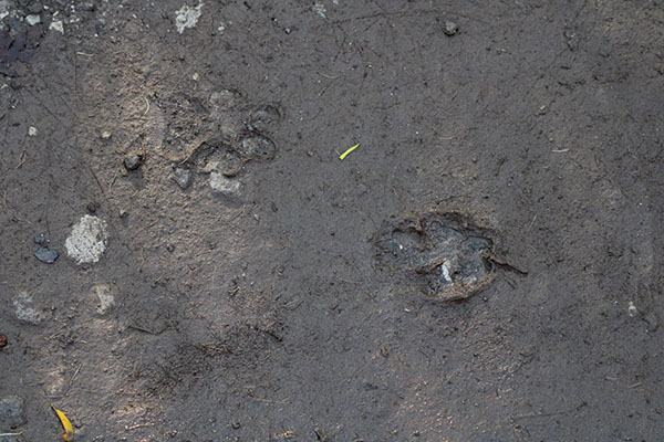Huellas de animales en monte Areo
