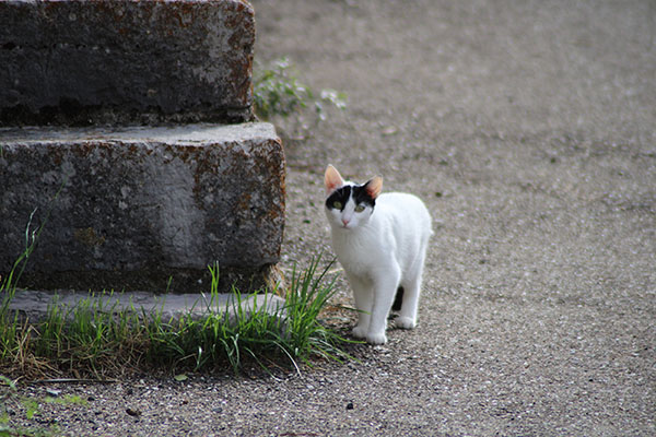 Gato de pueblo
