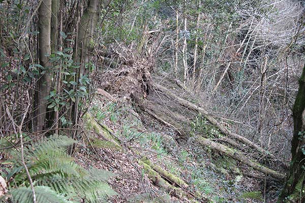 Senda de los Miradores en Asturias, de camino al mirador de los Glayos