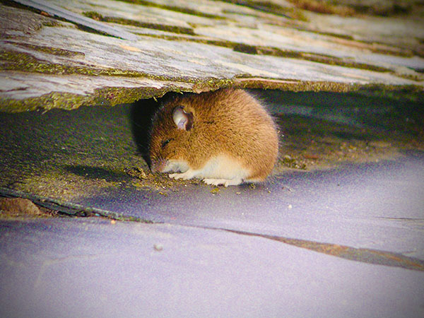 Ratón de campo