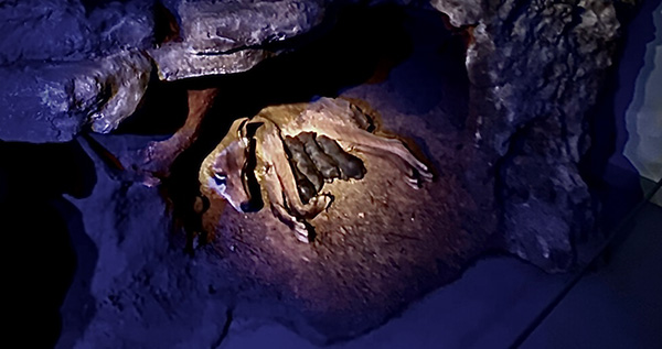 Representación de una loba amamantando a sus lobeznos en la casa del lobo en Belmonte en Asturias