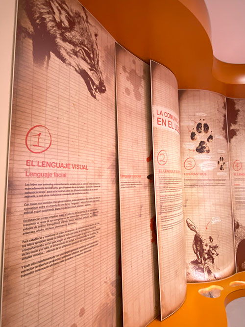Exposición en el edificio centro de interpretación de la casa del lobo en Belmonte de Miranda en Asturias