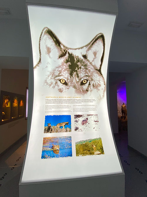 Exposición en el edificio centro de interpretación de la casa del lobo en Belmonte de Miranda en Asturias