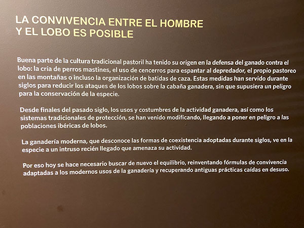Manifiesto sobre la convivencia entre el hombre y el lobo en la casa del lobo en Belmonte de Miranda en Asturias