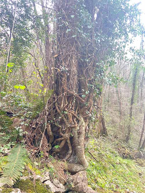 Bonita imagen en la senda del lobo en Belmonte de Miranda en Asturias