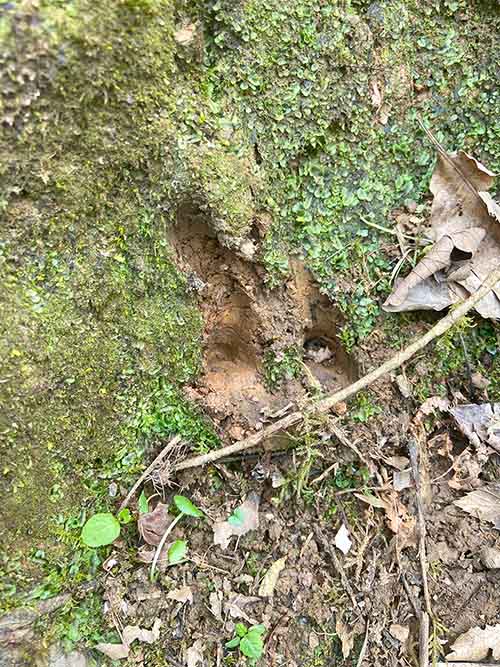 Huellas de jabalí en la senda del lobo en Belmonte de Miranda en Asturias