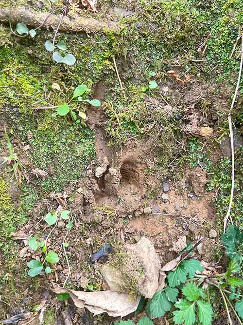 Huellas de jabalí en la senda del lobo en Belmonte de Miranda en Asturias