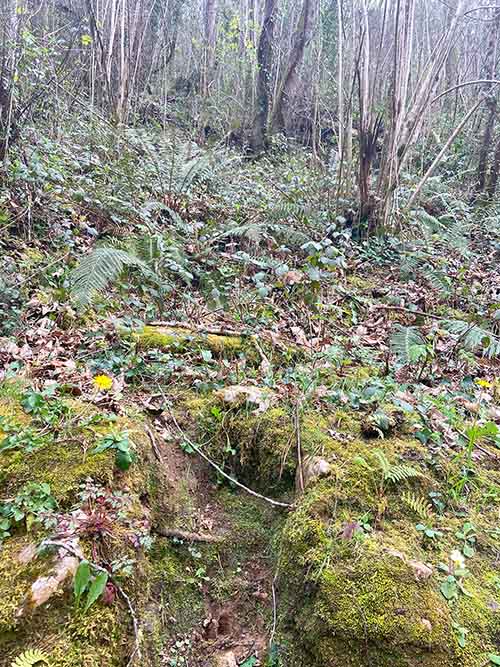 Sendero o "surco" en la ladera formado por los animales salvajes que bajan a beber al río en la senda del lobo en Belmonte de Miranda en Asturias