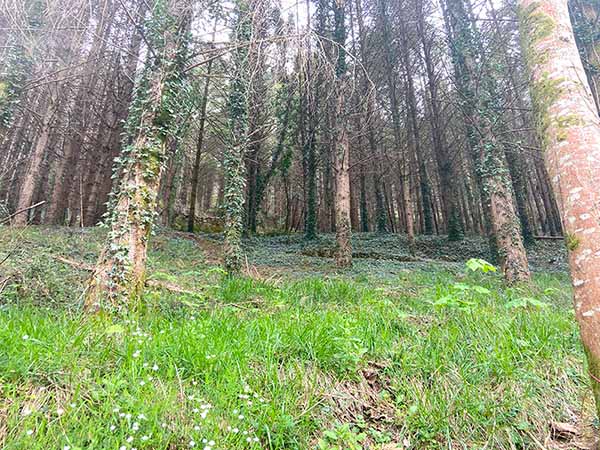 Ladera de monte bajo por la que se mueven los animales salvajes a beber al río en la senda del lobo en Belmonte de Miranda en Asturias