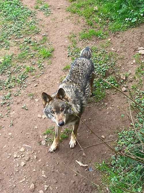 Imagen de un lobo asturiano