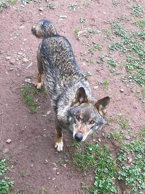 El lobo llamado "Aullador" en el cercado del lobo en Belmonte de Miranda en Asturias