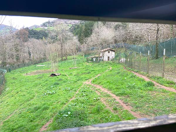 Vista del interior del cercado del lobo en Belmonte de Miranda en Asturias, desde la parte baja de uno de los miradores