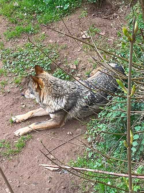 Imagen de un lobo asturiano