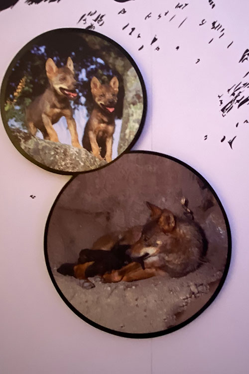 Imágenes de lobeznos en la casa del lobo en Belmonte de Miranda en Asturias