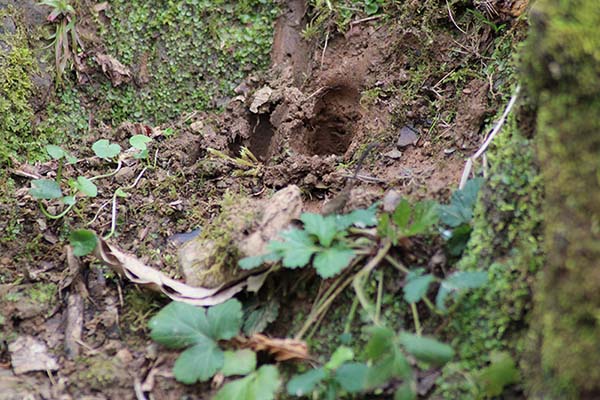 Huellas de jabalí en la senda del lobo en Belmonte de Miranda en Asturias