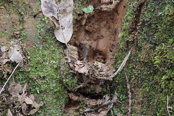 Huellas de jabalí en la senda del lobo en Belmonte de Miranda en Asturias