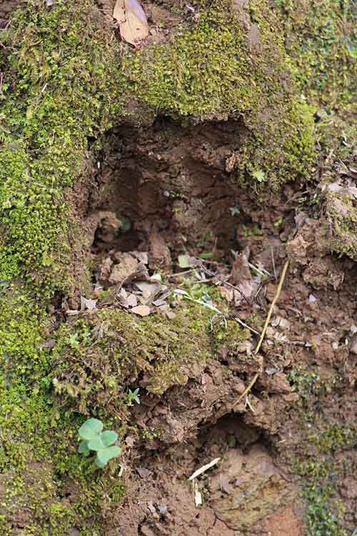 Huellas de jabalí en la senda del lobo en Belmonte de Miranda en Asturias