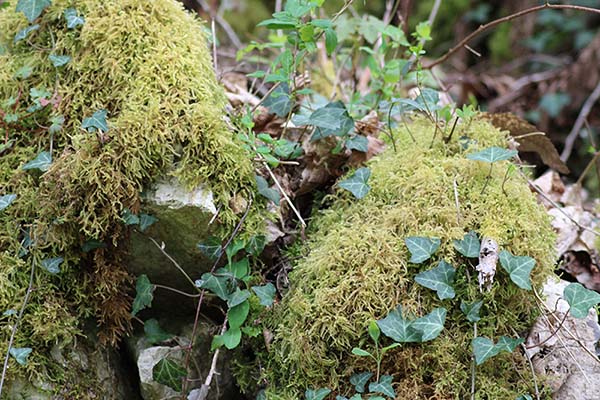 Bonita imagen en la senda del lobo en Belmonte de Miranda en Asturias