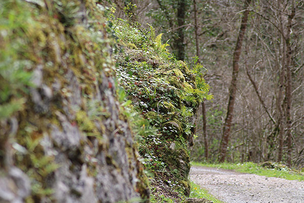 Senda del lobo en Belmonte de Miranda en Asturias