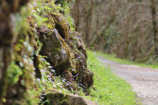 Senda del lobo o ruta circular de la castañal en Belmonte de Miranda en Asturias