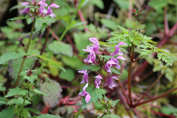 Flor lila o violeta de la ortiga en la senda del lobo en Belmonte de Miranda en Asturias
