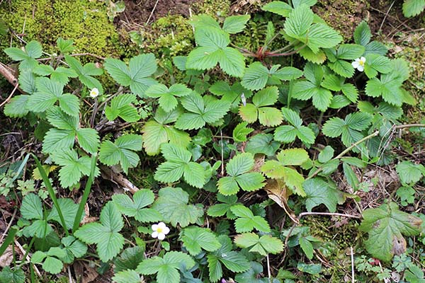 Plantas de fresa silvestre o "miruéndano" en la senda del lobo en Belmonte de Miranda en Asturias