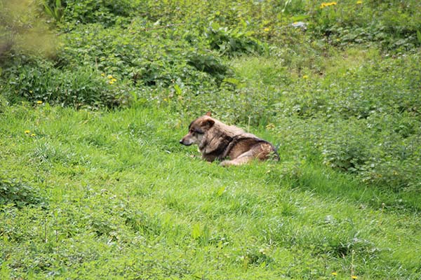 Belmon, uno de los lobos del cercado de la casa del lobo en Belmonte de Miranda en Asturias