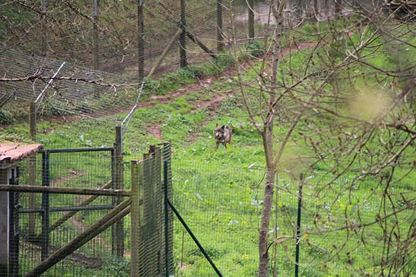 El lobo llamado "Aullador" en el cercado del lobo en Belmonte de Miranda en Asturias