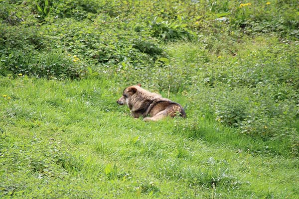 Lobo macho solitario porque que ha perdido a su manada en una partida de caza realizada por ganaderos en Asturias