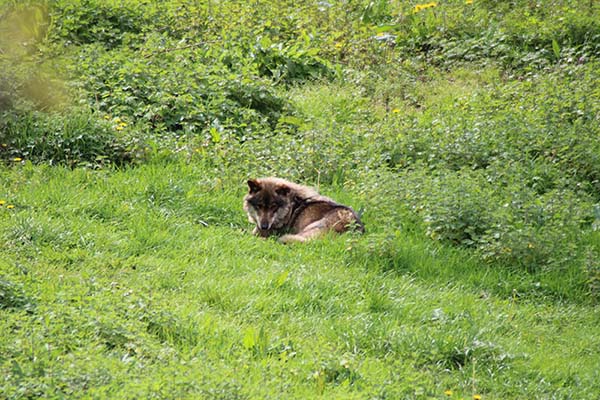 Belmon, uno de los lobos del cercado de la casa del lobo en Belmonte de Miranda en Asturias