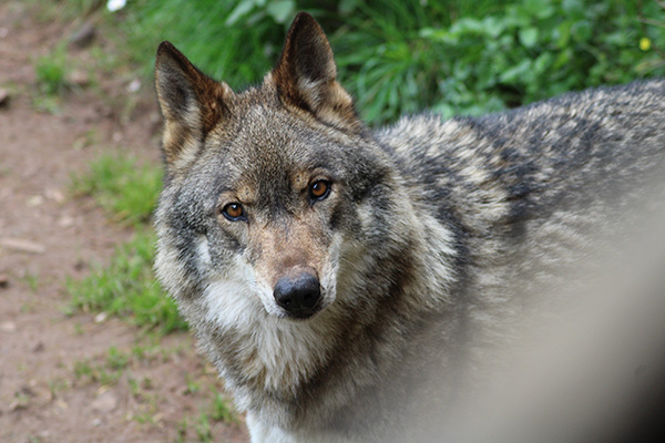 El lobo llamado "Aullador" en el cercado del lobo en Belmonte de Miranda en Asturias