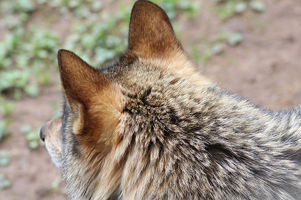 Imagen de un lobo asturiano